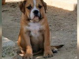 6 chiots Bulldog Continental LOF en vente