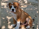 6 chiots Bulldog Continental LOF en vente