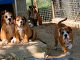 6 chiots Bulldog Continental LOF en vente