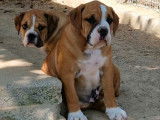 6 chiots Bulldog Continental LOF en vente