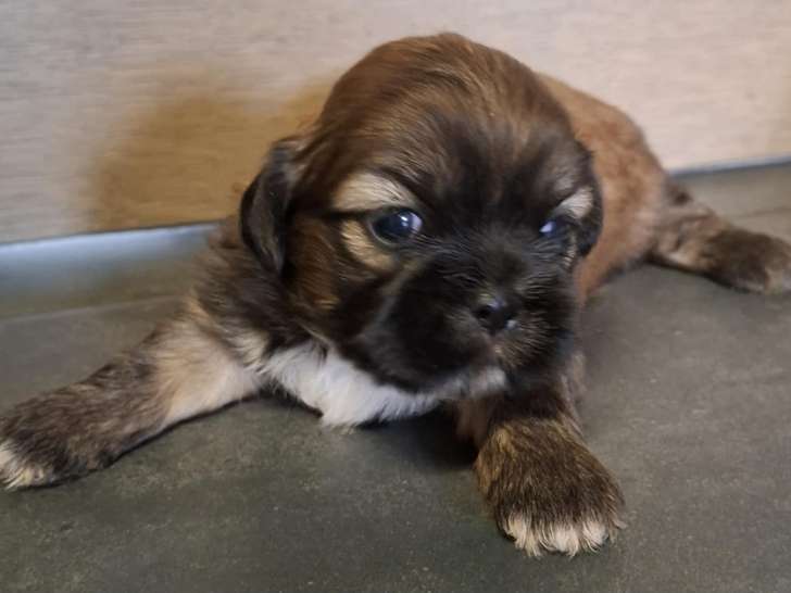 Chiots Shih Tzu à vendre