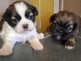 Chiots Shih Tzu à vendre