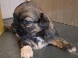 Chiots Shih Tzu à vendre