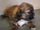 Chiots Shih Tzu à vendre