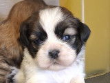 Chiots Shih Tzu à vendre