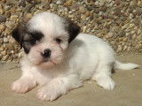 Chiots Shih Tzu à vendre