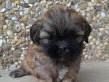 Chiots Shih Tzu à vendre