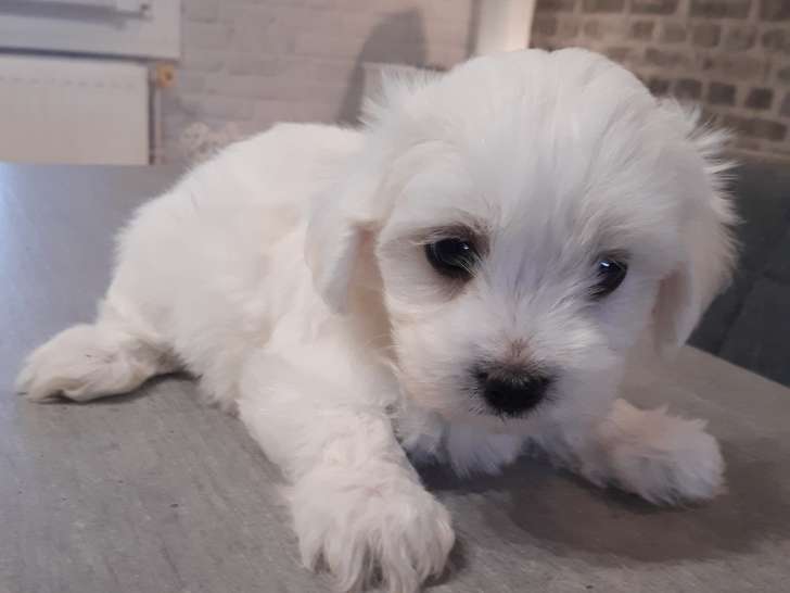 Chiot mâle Bichon Maltais à vendre