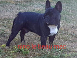 À vendre, chien adulte mâle Bouledogue Français bringé (LOF)