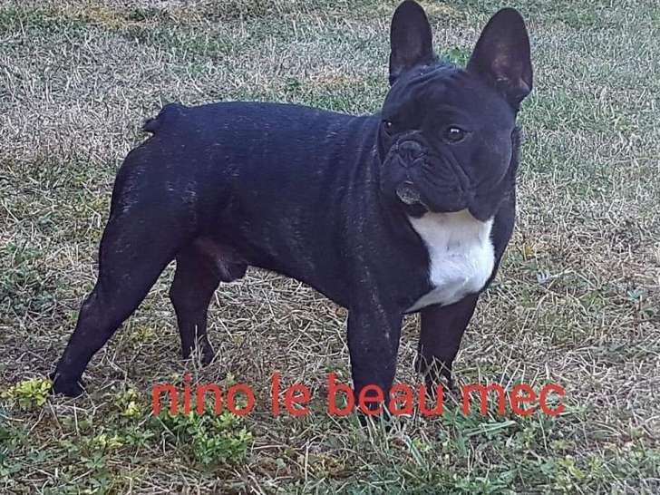 À vendre, chien adulte mâle Bouledogue Français bringé (LOF)
