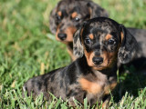 2 chiots mâles Teckels Nains poil ras LOF disponibles à la vente
