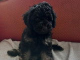 Magnifique chiot Caniche phantom disponible