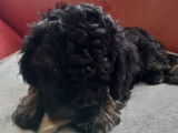 Magnifique chiot Caniche phantom disponible