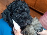 Magnifique chiot Caniche phantom disponible