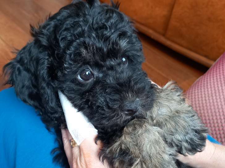 Magnifique chiot Caniche phantom disponible