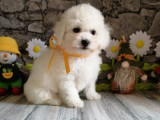 5 chiots Bichons Frisés blancs LOF à vendre