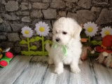 5 chiots Bichons Frisés blancs LOF à vendre
