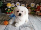 5 chiots Bichons Frisés blancs LOF à vendre