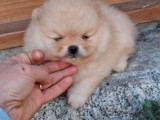 À vendre, 2 chiots Spitz Nains Pomeranian (LOF)