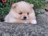 À vendre, 2 chiots Spitz Nains Pomeranian (LOF)