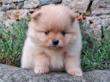 À vendre, 2 chiots Spitz Nains Pomeranian (LOF)