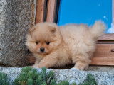 À vendre, 2 chiots Spitz Nains Pomeranian (LOF)