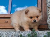 À vendre, 2 chiots Spitz Nains Pomeranian (LOF)
