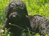 8 chiots Grand Caniche LOF à réserver