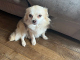 Chien adulte Chihuahua femelle LOF à vendre