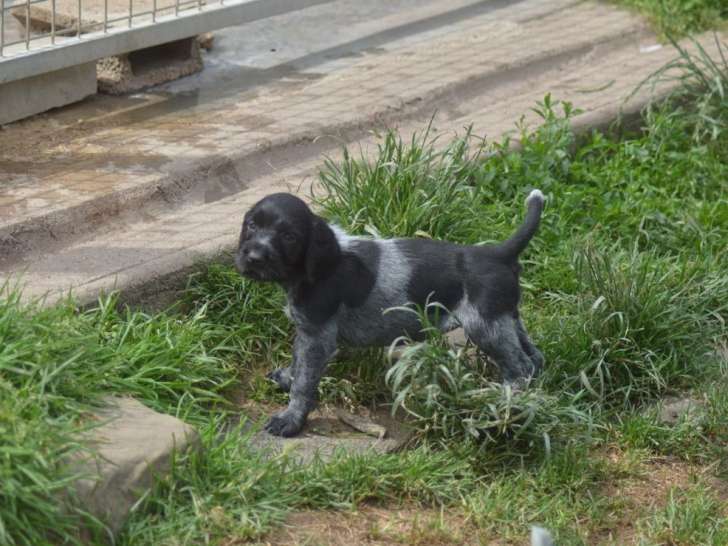 À vendre, chiots mâles Drahthaar (LOF)