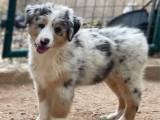 3 chiots Bergers Australiens LOF disponibles à la vente