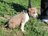 À vendre, 1 chiot femelle American Staffordshire Terrier (LOF)