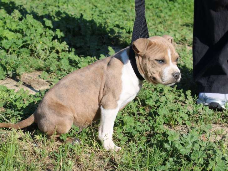 À vendre, 1 chiot femelle American Staffordshire Terrier (LOF)