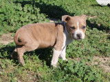 À vendre, 1 chiot femelle American Staffordshire Terrier (LOF)