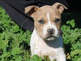 À vendre, 1 chiot femelle American Staffordshire Terrier (LOF)
