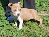 À vendre, 1 chiot femelle American Staffordshire Terrier (LOF)