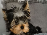 Chiots Yorkshire Terrier LOF à vendre