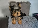 Chiots Yorkshire Terrier LOF à vendre