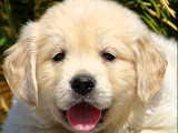 8 chiots Golden Retriever LOF à réserver