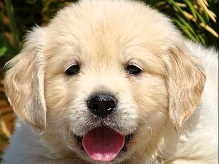 8 chiots Golden Retriever LOF à réserver