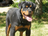 À vendre, chiot mâle Rottweiler LOF