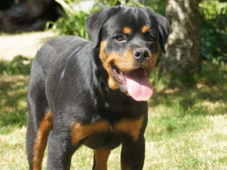 À vendre, chiot mâle Rottweiler LOF