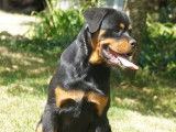 À vendre, chiot mâle Rottweiler LOF