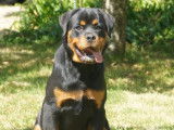 À vendre, chiot mâle Rottweiler LOF