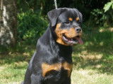 À vendre, chiot mâle Rottweiler LOF