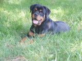 À vendre, chiot mâle Rottweiler LOF