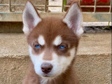 Chiots Husky Sibérien LOF à vendre