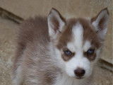 Chiots Husky Sibérien LOF à vendre