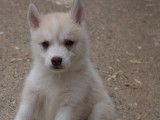 Chiots Husky Sibérien LOF à vendre