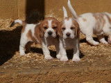À vendre, chiots Beagle (LOF)